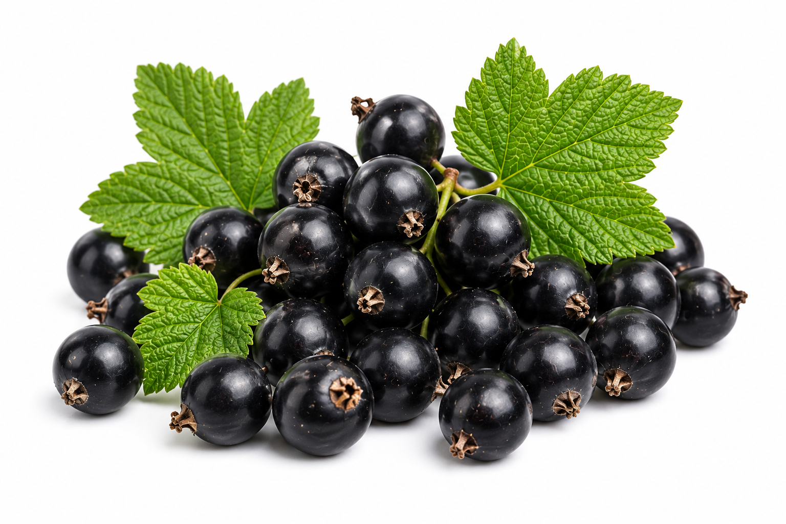 Black Currant