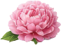 Peony