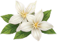 Jasmine
