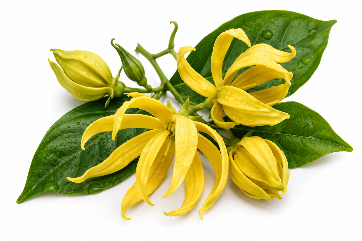 Ylang